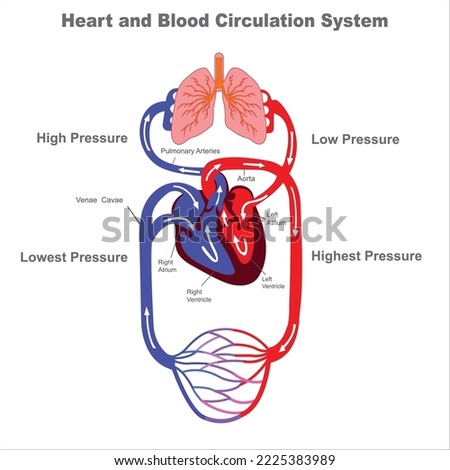 Blood circulation system. Stylized heart anatomy, diagram. Human circulatory system. Human Circulatory System vector illustration diagram, blood vessels scheme. Medical infographic