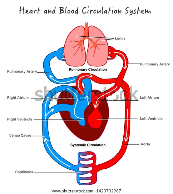 Flow Chart Of Blood Circulation In Human Heart