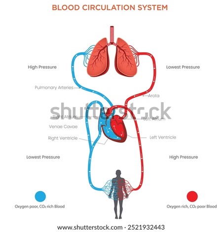 The blood circulation system transports oxygen, nutrients, and waste through the body via the heart, arteries, veins, and capillaries, ensuring vital functions.