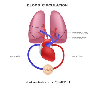 blood circulation vector / anatomy concept