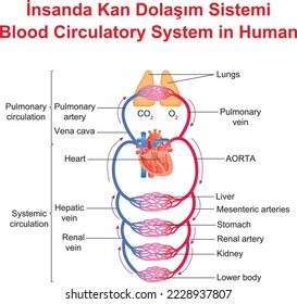 Sistema circulatorio sanguíneo en humanos