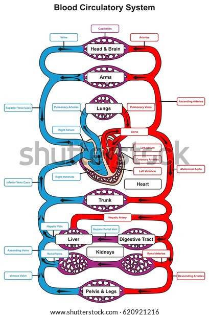 Blood Circulatory System Human Body Infographic Stock Vector (Royalty