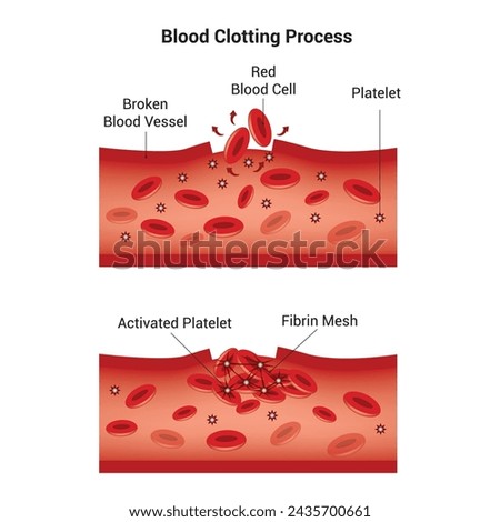 Blood Clotting Process Science Design Vector Illustration Diagram