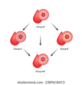 Compatibilidad sanguínea, donación de sangre, gotas de grupos sanguíneos ABO, cuatro tipos de sangre, grupos A, B, AB y O, compuestos por combinaciones de antígenos tipo A y tipo B. Ilustración vectorial.