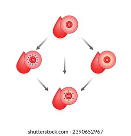 Blood compatibility, Blood donation, ABO Blood groups droplets., four blood types, A,B, AB and O groups, made up from combinations of the type A and type B antigens. Vector illustration.