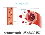 Blood composition in Artery. Include red blood cells, white blood cells, platelets, plasma. Critical tube of cardiovascular system and brain, Anatomy of human body.