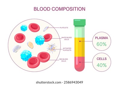 Blood Composition Diagram with Plasma and Cells. Medical vector infographic showing red and white blood cells, platelets, plasma, and test tube sample.