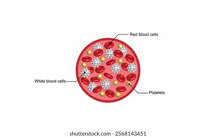 Blood Composition. Platelets, red blood (erythrocytes) and white blood cells (leukocytes). Vector educational illustration.	