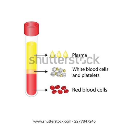 Blood Composition. Platelets, red blood (erythrocytes) and white blood cells (leukocytes). Medical test tube, Glassware or flask. Vector educational illustration.