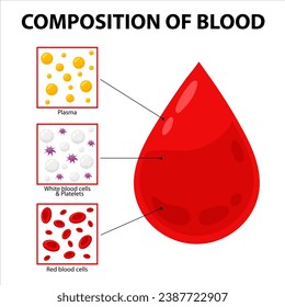 Blood composition. Vector diagram of blood composition in flat style. Medicine, education, science.