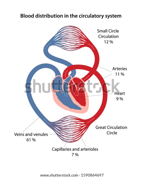 Diagram of blood flow through the heart. Blood Distribution Circulatory System Diagram Great Stock Vector Royalty Free 1590864697