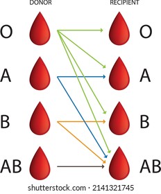 blood donor compatibility infographic - vector