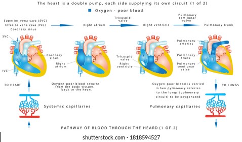 Blood flow (1 of 2). The human heart work. Human circulatory system on white background. Pathway of blood through the heart. The heart is a double pump, each side supplying its own circuit (1 of 2)