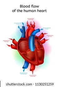 Blood Flow in Heart Realistic Vector Scheme with Human Heart Cross Section Anatomical View and Oxygenated Blood Circulating Mechanism Explaining Illustration. Cardiovascular System Functioning Chart