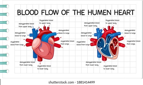 Blood Flow Of Human Heart Diagram Illustration