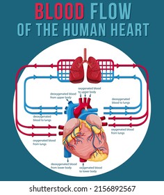 Blood Flow Of The Human Heart Illustration