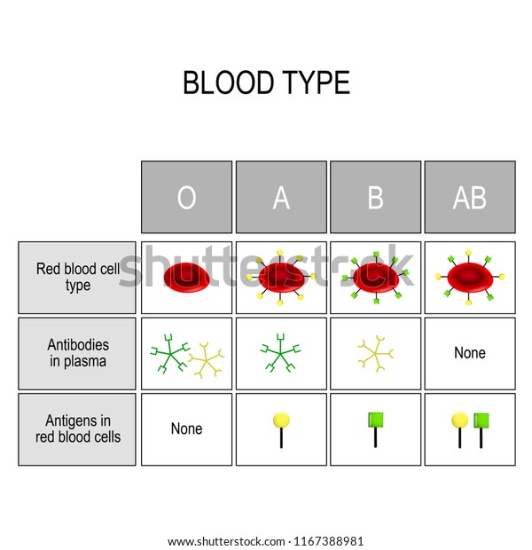 血液型表 A型抗原とb型抗原の組み合わせから構成される4つの基本的な血液型がある 血液の種類 A B Ab O 医学 教育 科学の使用に関するベクター画像 のベクター画像素材 ロイヤリティフリー