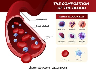 Blood medical infographic isometric vector illustration. Educational medicine anatomical poster artery biology cells circulation scheme isolated. Cardiology diagram science research vascular system