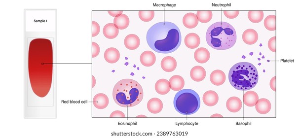 Blood smear and close up of blood cells vector. Red blood cells, white blood cells, and platelets. Erythrocytes. Leukocytes. Thrombocytes.