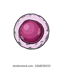 Célula madre sanguínea aislada en el fondo blanco. Ilustración de vector de microbiología científica dibujada a mano en estilo de esbozo