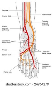 Blood supply to foot - labeled