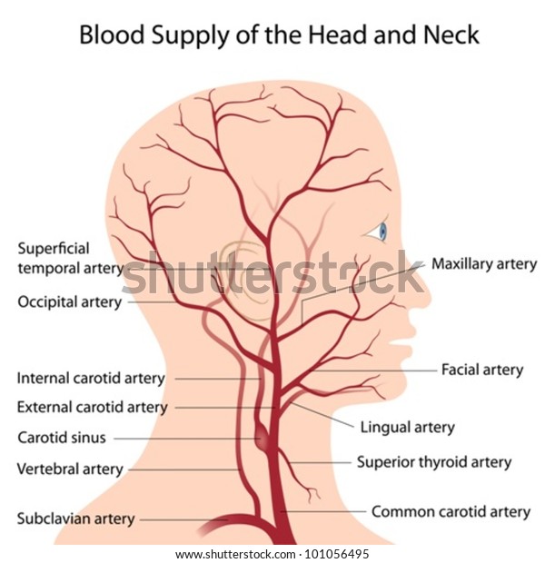 Blood Supply Head Neck Stock Vector Royalty Free 101056495