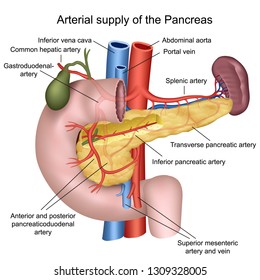 Blood Supply Of The Pancreas 3d Medical Vector Illustration On White Background