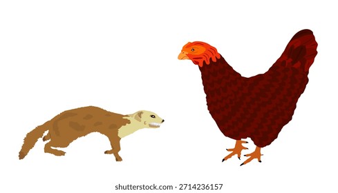 Blood thirsty weasel attack prey chicken vector illustration isolated. Small deadly animal in hunt for food. Marten attacking hen graphic cartoon. Trouble on farm for poultry.