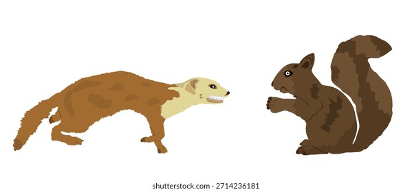 La comadreja sedienta de sangre ataca la Ilustración vectorial de la ardilla de la presa aislada. Pequeño animal mortal en la caza de alimentos. Marten atacando caricaturas gráficas de roedores.