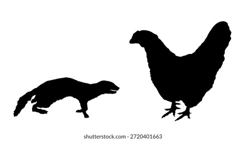 Blood thirsty weasel attack prey chicken vector silhouette illustration isolated. Small deadly animal in hunt for food. Marten attacking hen shape shadow graphic cartoon. Trouble on farm for poultry.