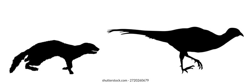 Blutdurstige Wiesel Jagd Angriff Beute Fasan Laufvektor Silhouette Illustration einzeln. Tödliche Tierjagd nach Nahrung. Marten angreifenden Vogel Form Schatten Grafik Cartoon.