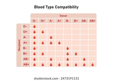 Diseño científico de compatibilidad de tipos de sangre. Ilustración vectorial.