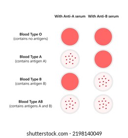 Blood Typing Abo Blood Types Stock Vector (Royalty Free) 2198140049 ...