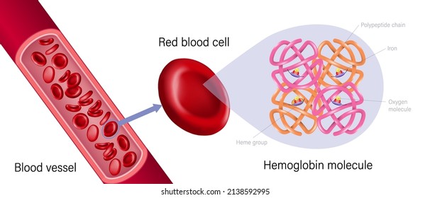 Blood Vessel, Red Blood Cell And Hemoglobin. Heme Groups, α And β Subunits, Ron Atoms And Oxygen Molecule.