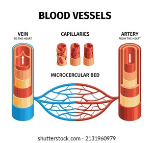 1,907 Cerebral artery Images, Stock Photos & Vectors | Shutterstock