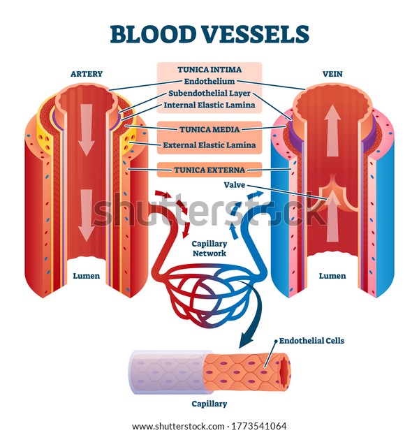 Blood Vessels Artery Vein Internal Structure Stock Vector Royalty Free