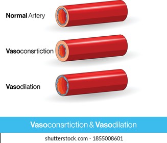 642 Vasodilatation Images, Stock Photos & Vectors 