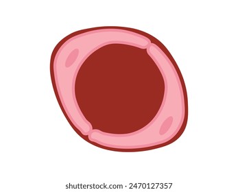 Blood vessels Capillary vector illustration isolated on a white background. Blood vessel types.