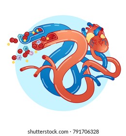 Blood vessels concept flat vector illustration with heart and blood cell flow. Educational medical information.