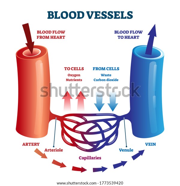 Blood vessels direction scheme with oxygen and\
nutrients flow from heart to cells vector illustration. Educational\
diagram with artery, arteriole, capillaries, venule and vein for\
anatomy study.