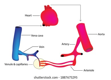 Arteries Veins Capillaries Diagram High Res Stock Images Shutterstock