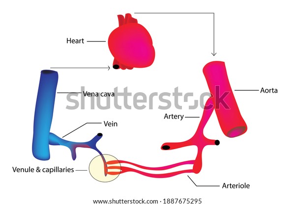 Blood Vessels Human Body Include Arteries Stock Vector (Royalty Free ...