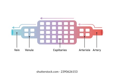 Blood Vessels Structure Scientific Design. Vector Illustration.