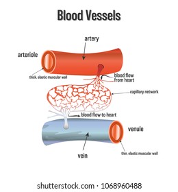 Blood Vessels system isolated on white background as Health care and science concept. vector illustration.