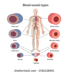 Arteries Veins Capillaries Diagram High Res Stock Images Shutterstock