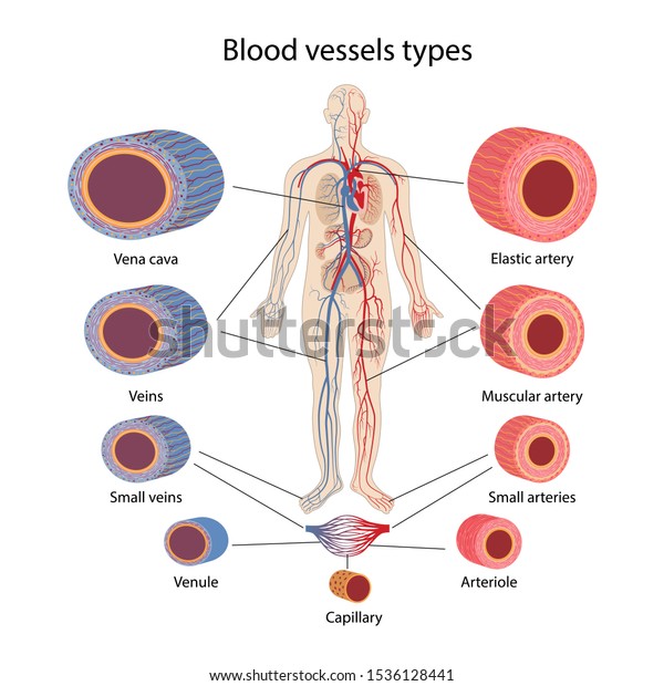 Blood Vessels Types Human Circulatory System Stock Vector Royalty
