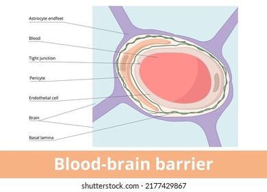 Blood-brain barrier. The anatomical structure of blood-brain barrier is formed by astrocyte endfeet, basal lamina, pericyte, endothelial cells, and tight junctions.