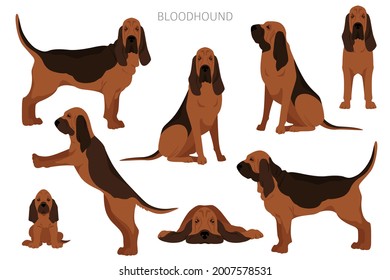 Bloodhound clipart. Different coat colors and poses set.  Vector illustration