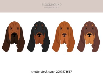 Bloodhound clipart. Different coat colors and poses set.  Vector illustration