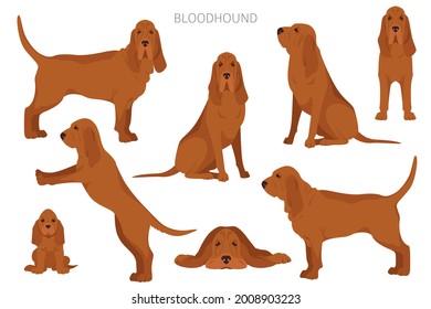 Bloodhound clipart. Different coat colors and poses set.  Vector illustration